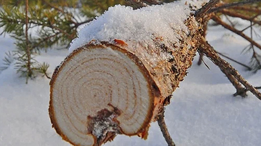 На Урале ужесточили контроль за заготовкой елок для новогодних праздников