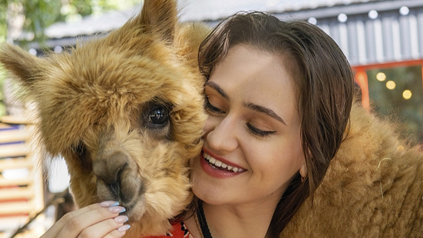 В Тюмени 9 августа откроется парк с альпаками