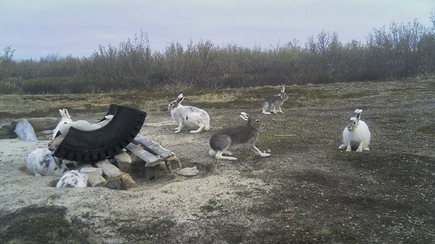 Фото: Tелеграм | Департамент природных ресурсов ЯНАО