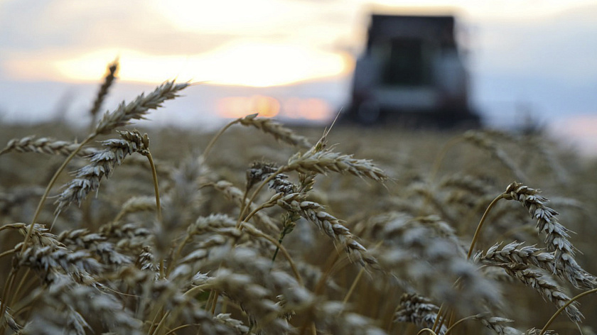 Исторический рекорд по урожаю зерновых поставили аграрии Ишимского округа