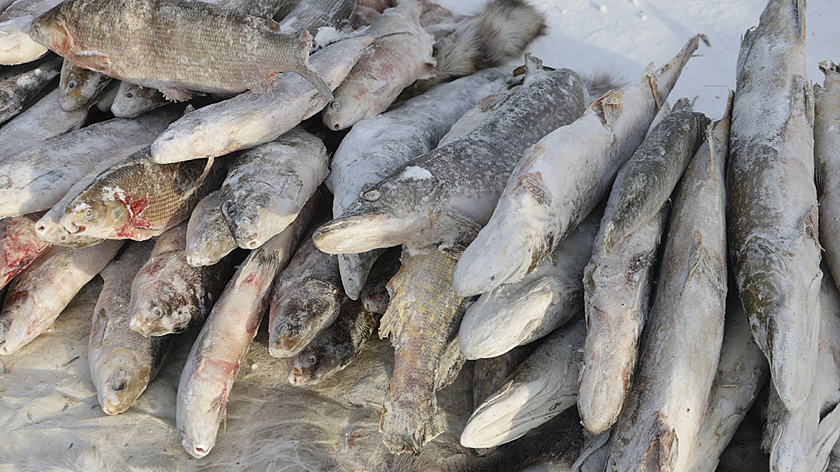 В Новом Уренгое заработал новый цех по переработке рыбы