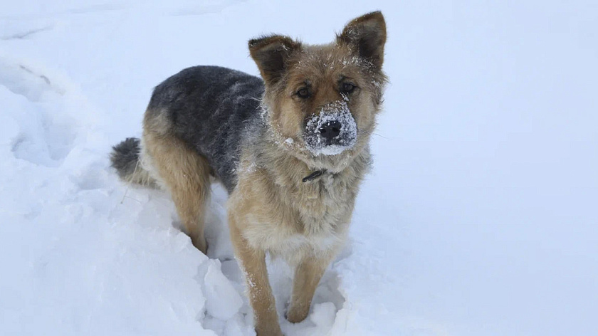 Жители Салехарда пожаловались на большое количество бродячих собак