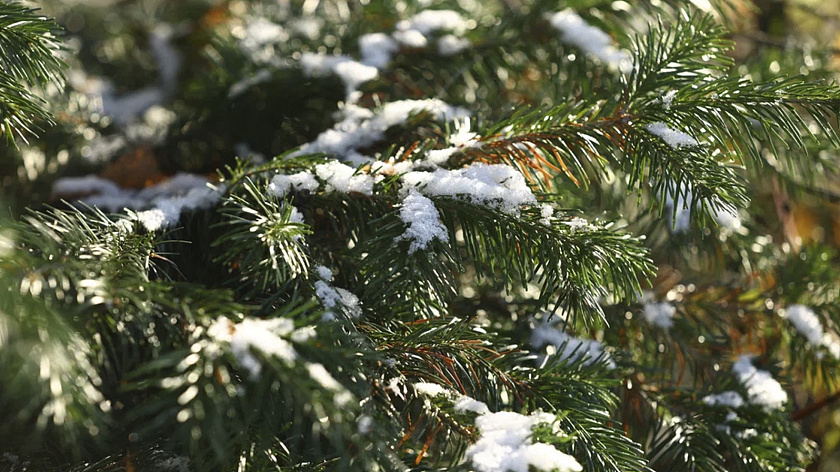 Россиянам напомнили о штрафах за незаконную вырубку елок