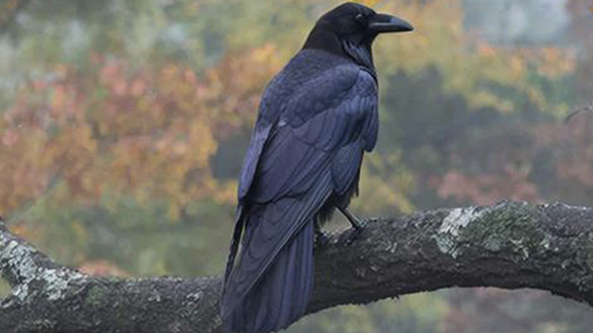 В ветклинику Салехарда пожаловал ворон Клювослав