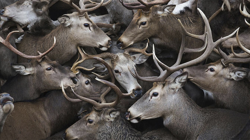 Гигантскую свалку из оленьих голов обнаружили в Тазовском районе 