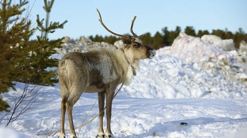 На Ямале проведут зимнюю перепись диких животных