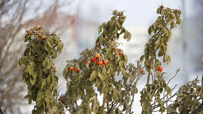В Ноябрьске высадят 220 саженцев яблонь, черёмухи и липы