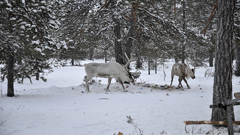 Оленеводы жалуются на горы мусора в ямальской тундре
