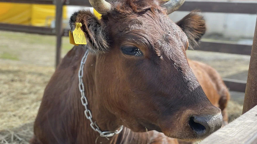 На агрофирме в Красноселькупе выявили грубые нарушения ветеринарных правил