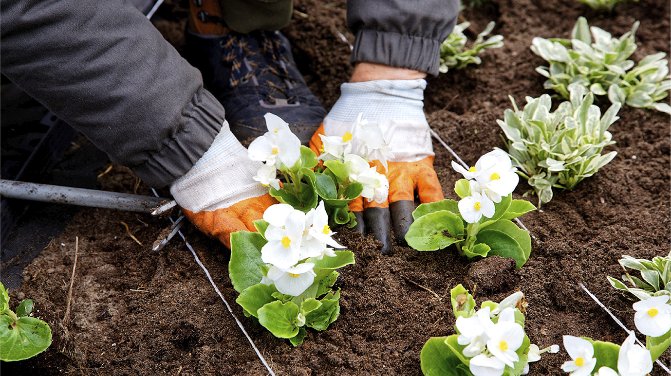 Бегонии, виолы, сальвии: в Тарко-Сале высадят десятки тысяч цветов 