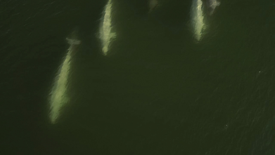 Фото: Tелеграм | Департамент природных ресурсов ЯНАО