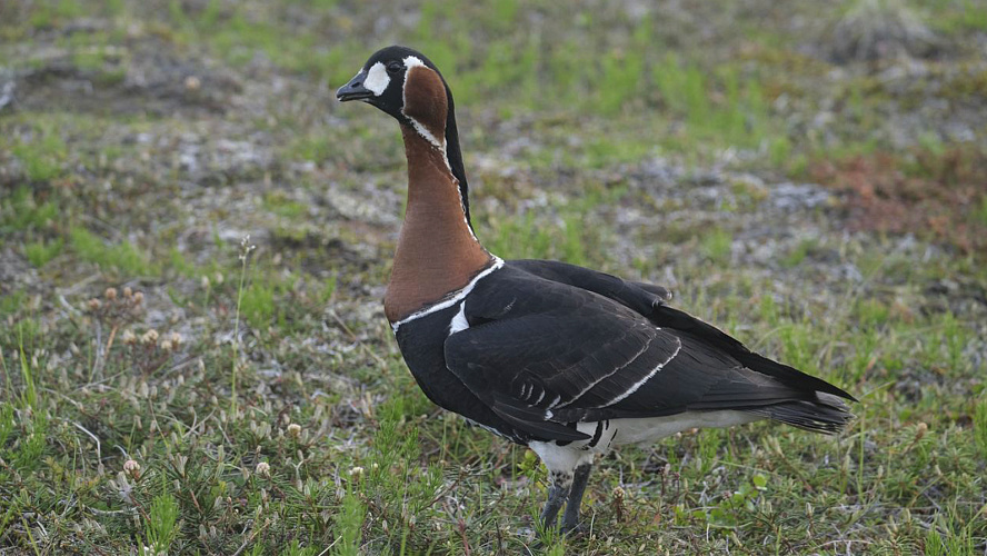 Фото: Telegram | НУР. Официально | Новый Уренгой