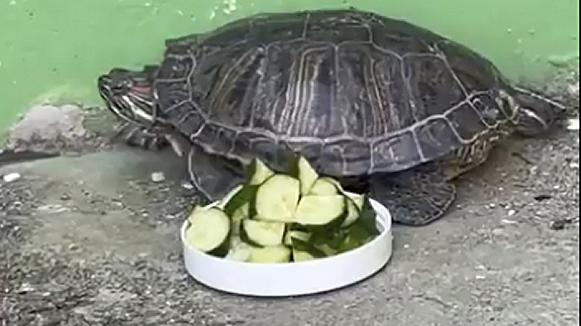 В Ноябрьске на одной из улиц обнаружили огромную черепаху