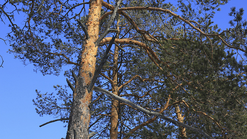 Уральские рабочие обнаружили в лесу обезглавленное тело женщины
