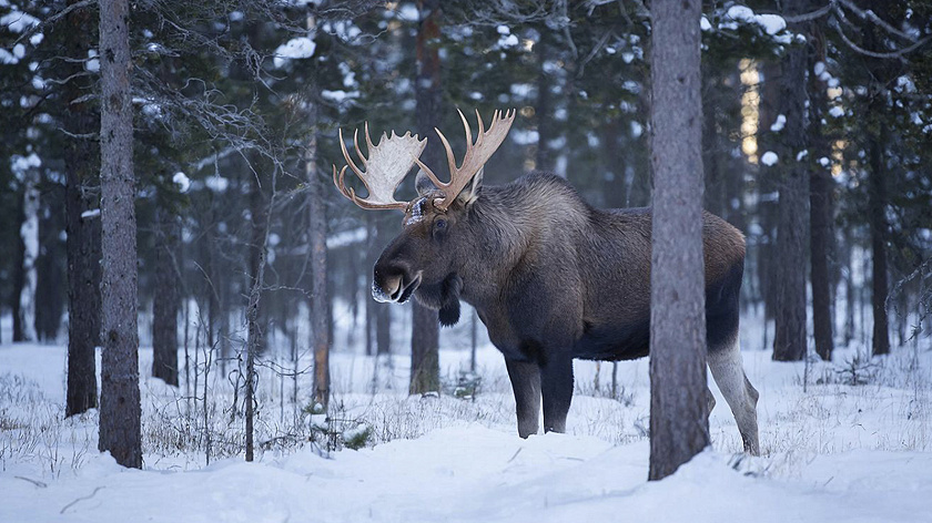 Спикер ямальского Заксобрания Ямкин встретил на трассе недалеко от Пангод лосей