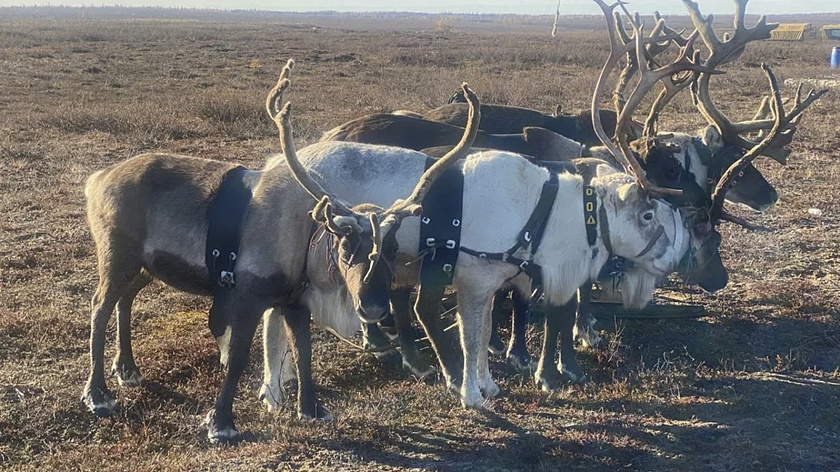 Олений дрифт и артистичное падение с упряжки принесли каюру приз на Та-ер яля в Приуралье