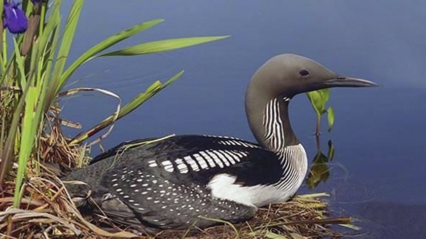 В Ноябрьске заметили редкую чернозобую гагару