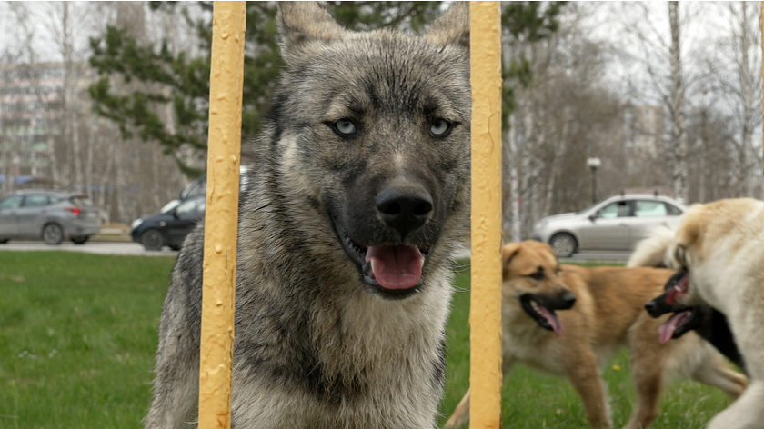 Ребенок из Лабытнанги может получить компенсацию за нападение собаки