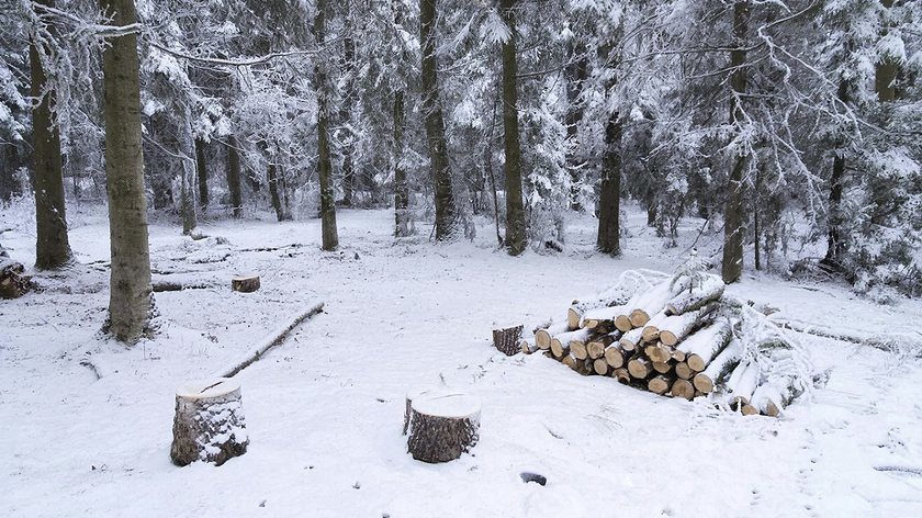 В Тобольске обнаружили две незаконные рубки леса