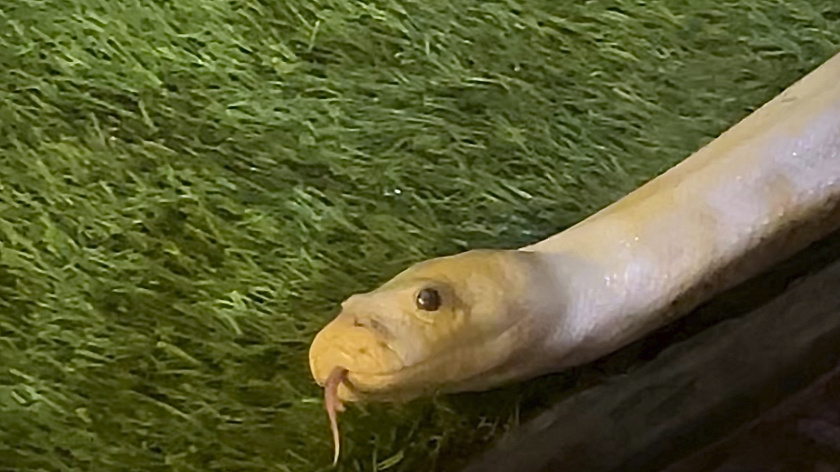 Двое подростков из Ленобласти попали в реанимацию после укусов змей