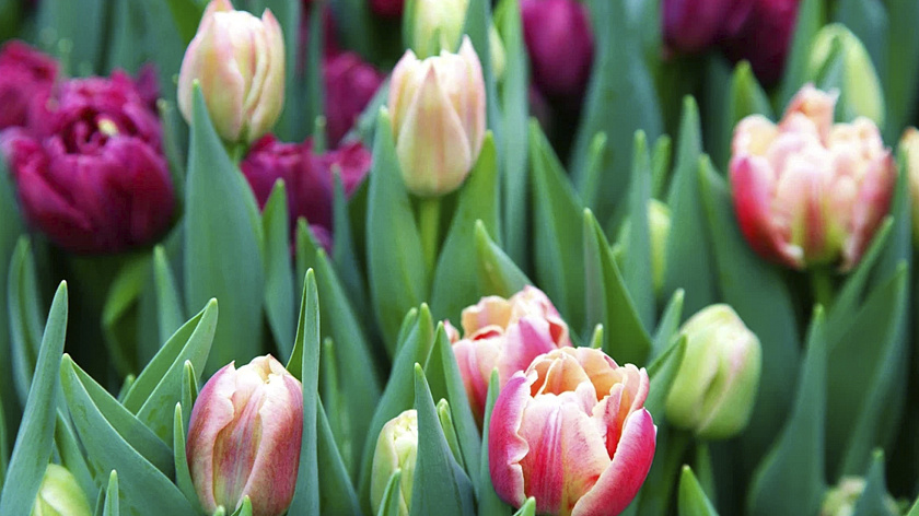 Весна в подарок: жителям Ноябрьска раздали пять тысяч тюльпанов к Вербному воскресенью 