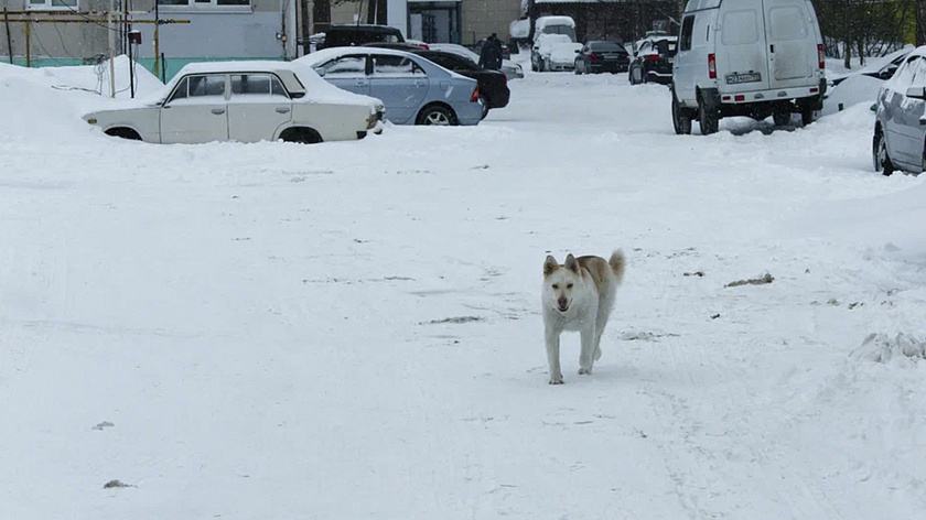 Улицы Шурышкарского района избавили от полутора десятков бродячих собак в январе