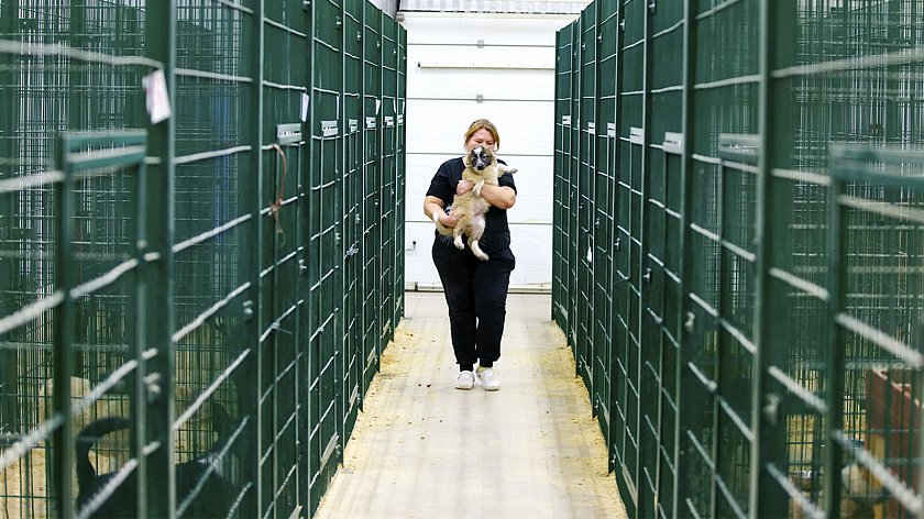 Власти Петербурга выделят более 7 млн рублей на помощь приютам для бездомных животных 