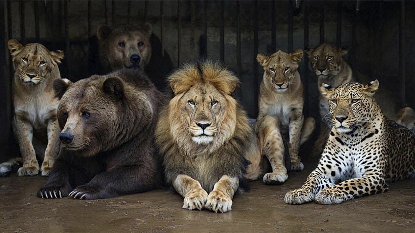 Правоохранители прикрыли домашний зоопарк в Новой Москве