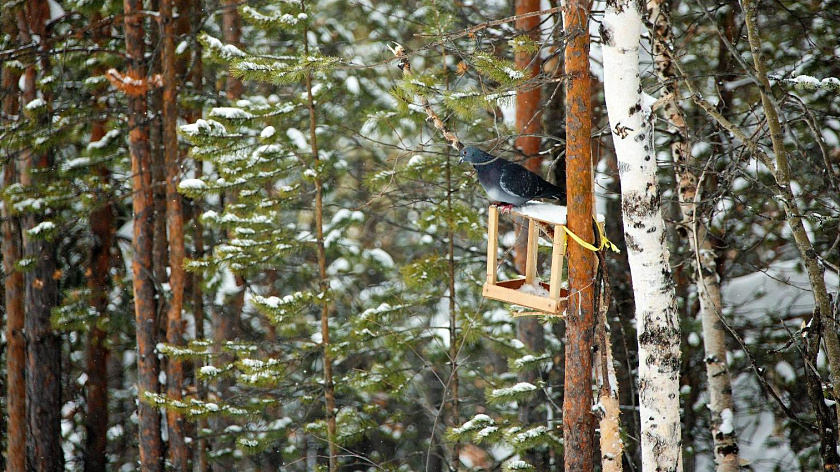 Пятница на Ямале: лёгкий мороз и переменная облачность