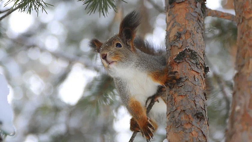 Семейная беличья «транспортировка» в Шурышкарском районе удивила биоресурсников