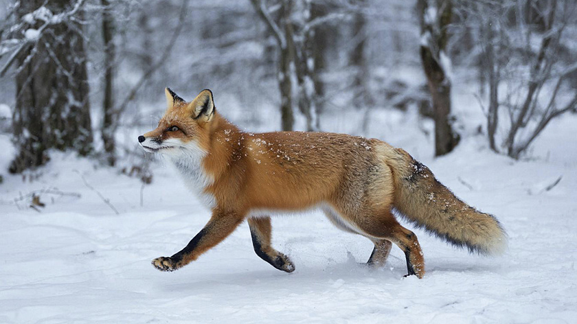 Лисица показала спортивную удаль в Тарко-Сале 