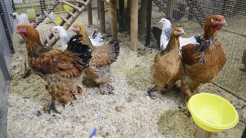 Вспышку инфекционного заболевания обнаружили на птицеводческой ферме в Тюменской области