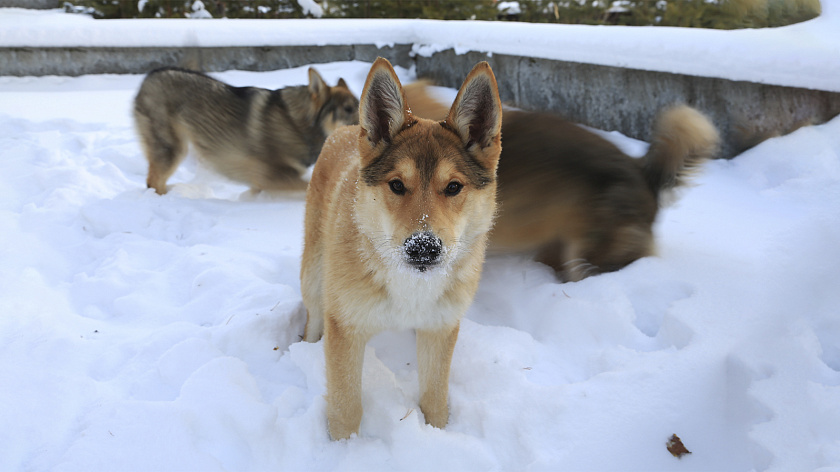 Бездомная собака возле седьмой школы держит в страхе жителей Ноябрьска