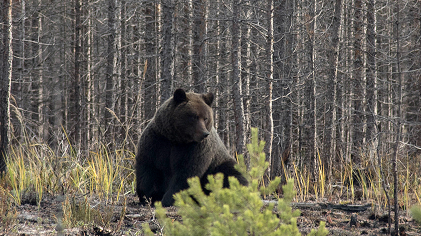Вблизи Аксарки заметили медведицу с медвежонком