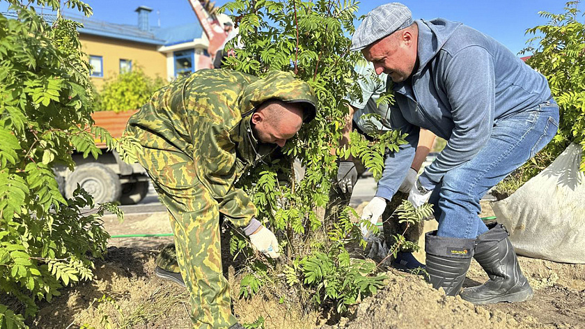 В Салехарде увеличат живую изгородь за счет новых саженцев 