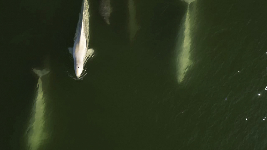 Фото: Tелеграм | Департамент природных ресурсов ЯНАО