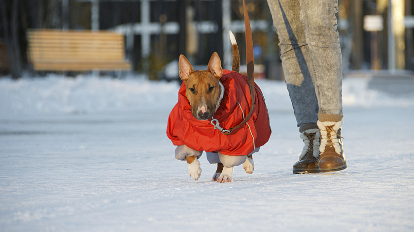 Росприроднадзор предложил увеличить штрафы для собачников 