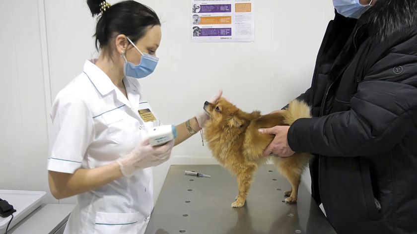 В госветклиниках Ямала за год приняли около 25 тысяч хвостатых пациентов