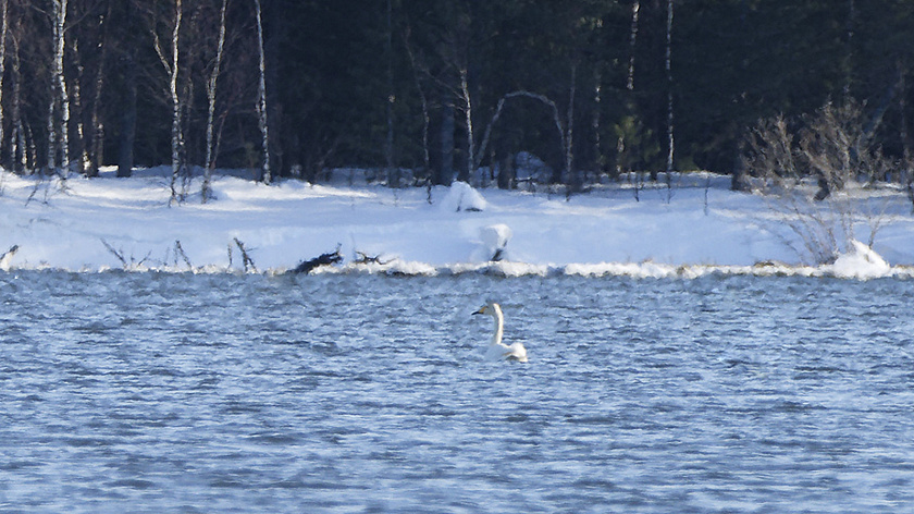 В Тазовском районе спасли попавшего в ледяную ловушку лебедя