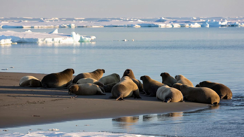 Ученые установили сроки формирования лежбищ моржей на Ямале 