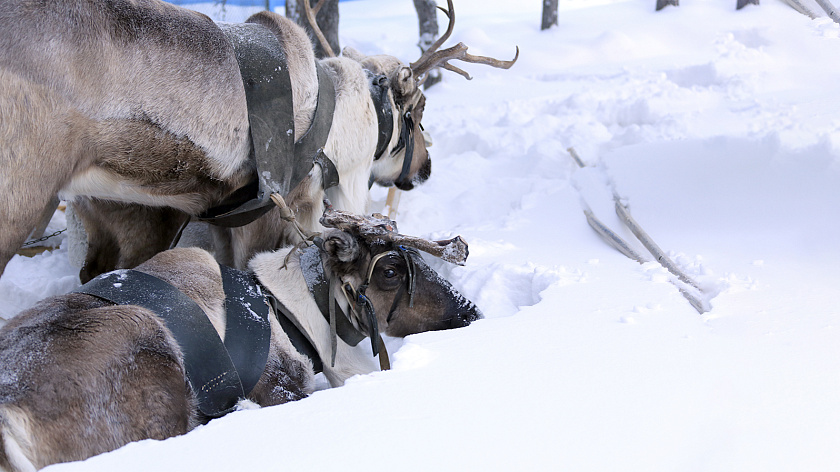 В Приуралье олени провалились в ущелье 