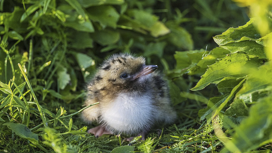 Фото: Данил Хусаинов