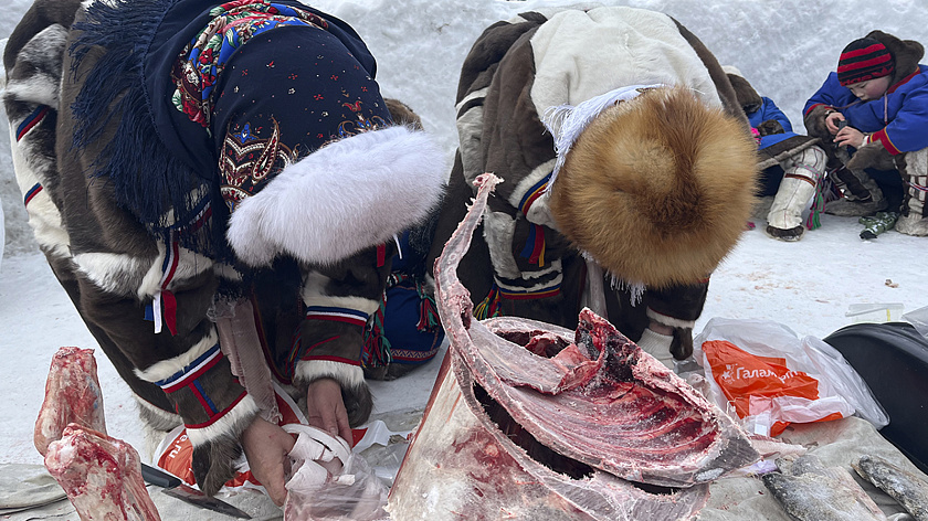 На Ямале заготовили рекордные 3330 тонн оленины в 2025 году