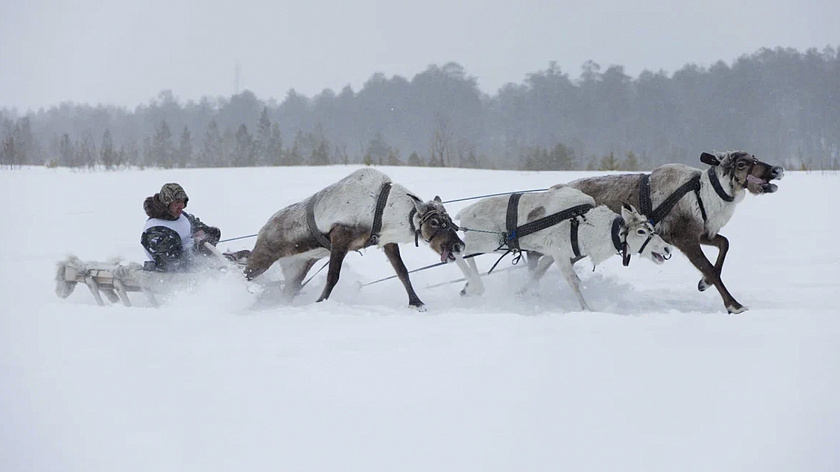 Школа Ямолод расскажет о молодёжных инициативах гостям Дня оленевода в Аксарке