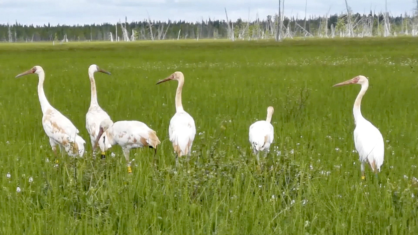 На Ямале увеличат популяцию краснокнижного стерха 