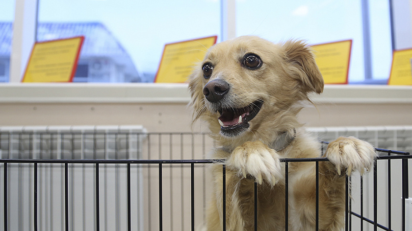 В салехардском приюте 1 февраля пройдёт день открытых дверей