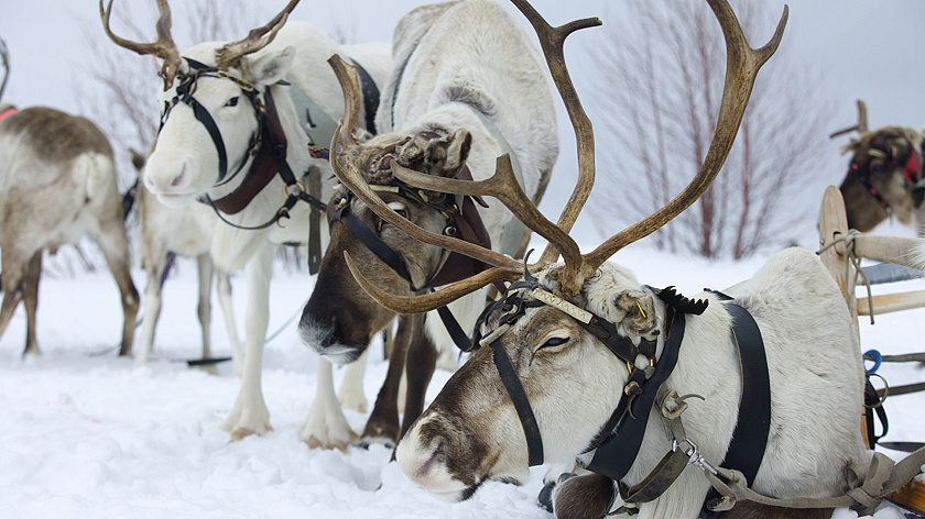 В Шурышкарском районе анонсировали программу Дня оленевода