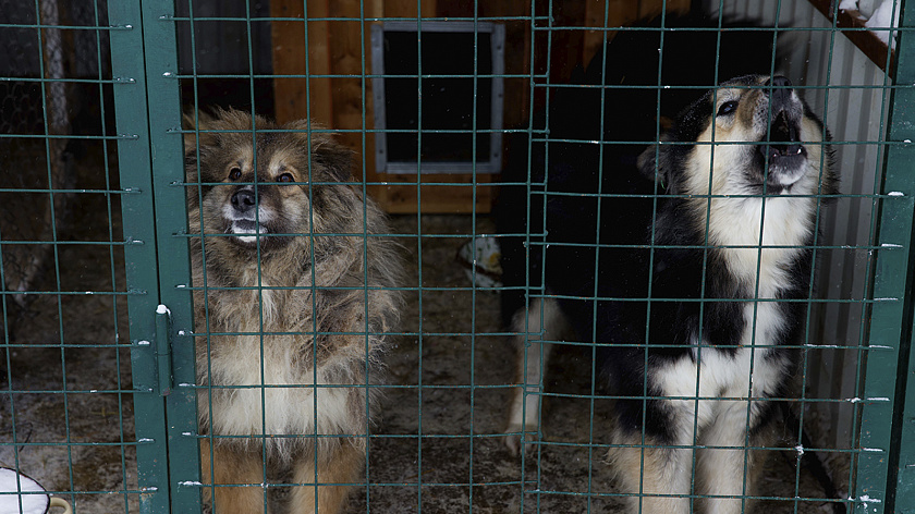 В Салехарде содержание приюта для животных включили в перечень исправительных работ