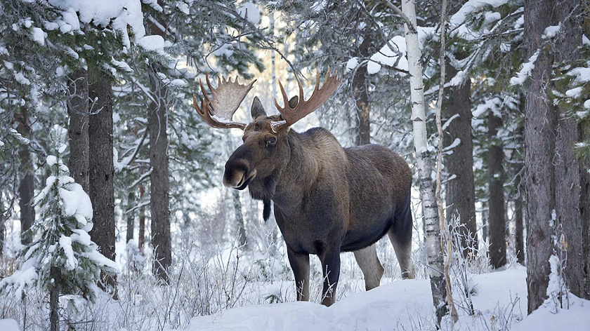 Рост численности некоторых видов животных в Тюменской области зафиксировали в 2025 году