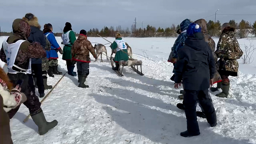 Гонки на оленьих упряжках: в Ханымее продолжается День оленевода. ВИДЕО